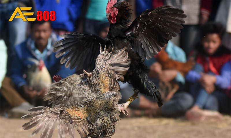 Các cấp độ phần thưởng và tiền thưởng trong trò chơi bắn cá cấp độ Xvip - Xvip